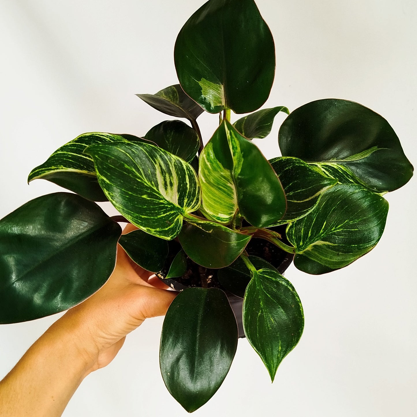 Philodendron Birkin