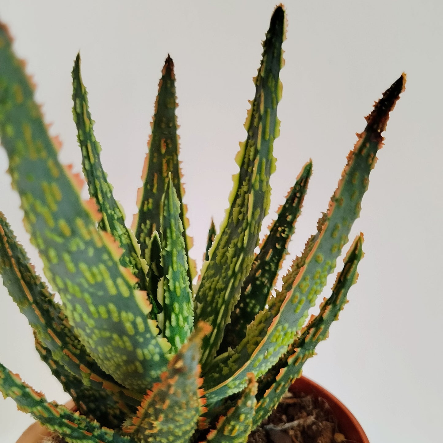 Aloe zebrina 'Danyz'