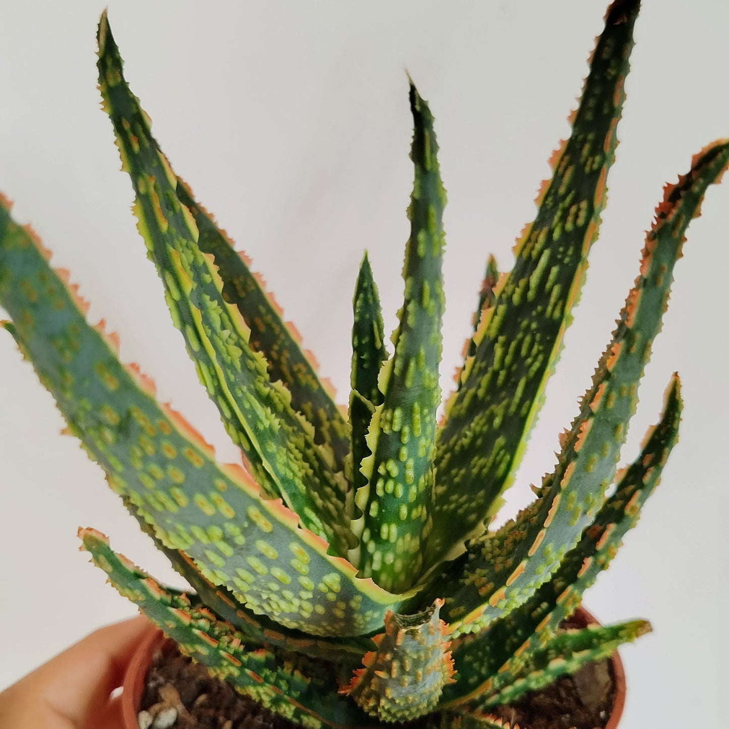 Aloe zebrina 'Danyz'
