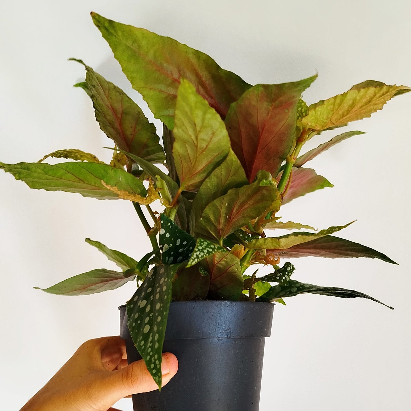 Begonia 'Double Dot'