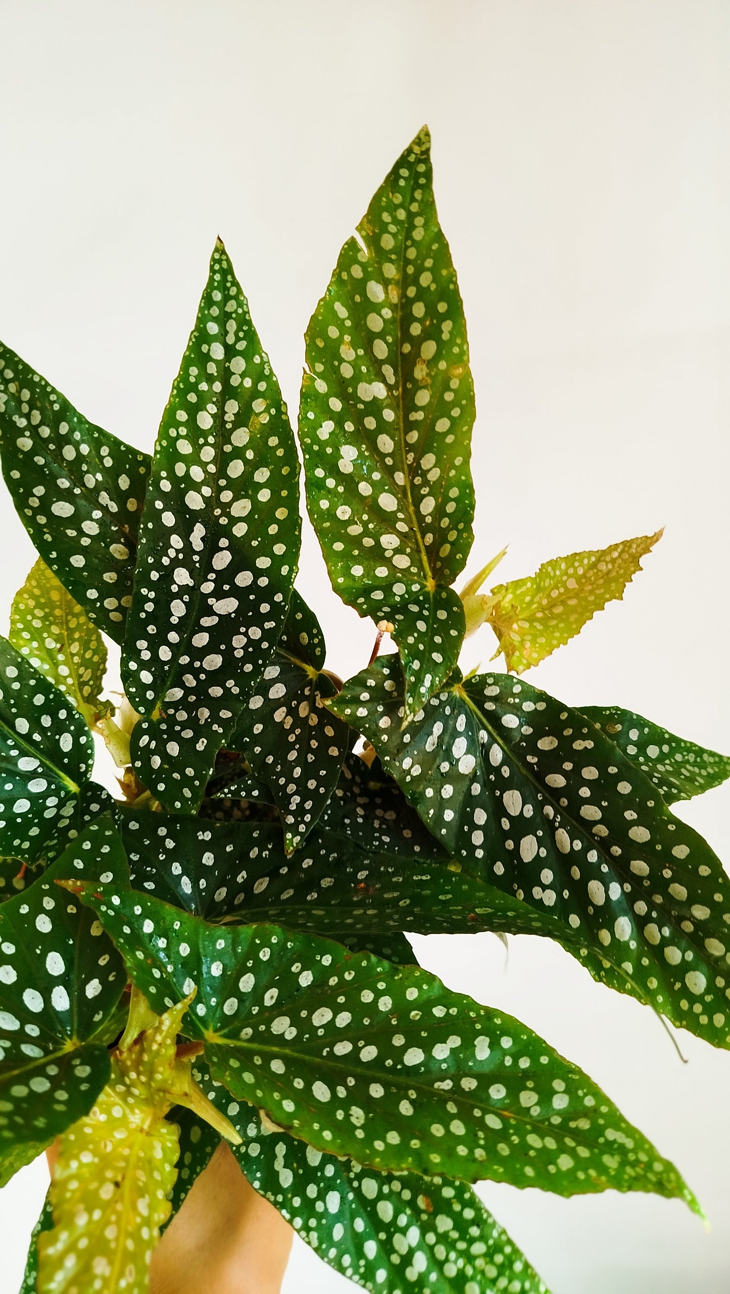 Begonia 'Double Dot'