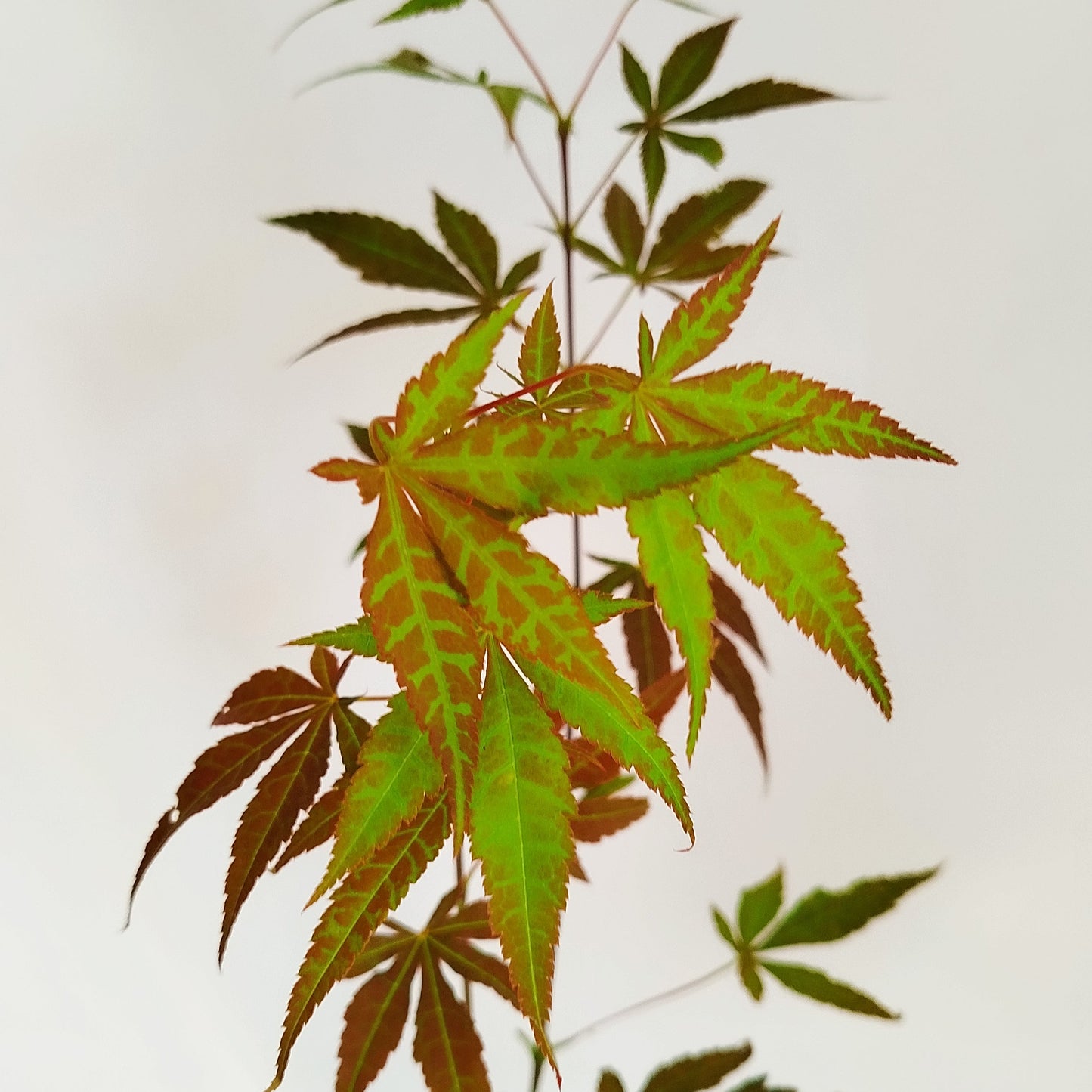 Arce Japonés - Acer Palmatum Atropurpureum