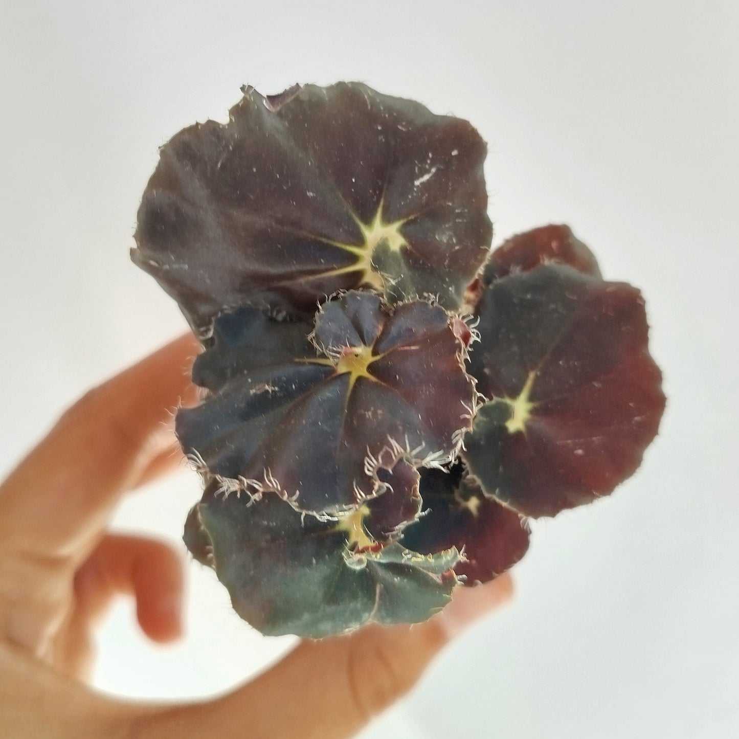Begonia ‘Black Mambo’