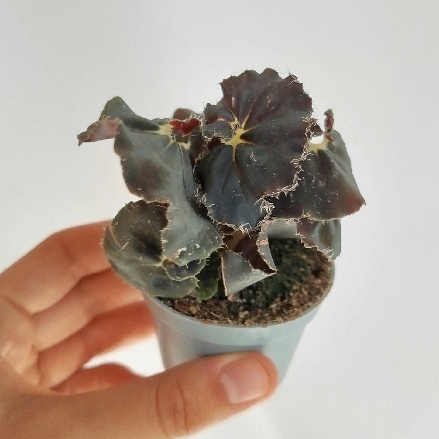 Begonia ‘Black Mambo’