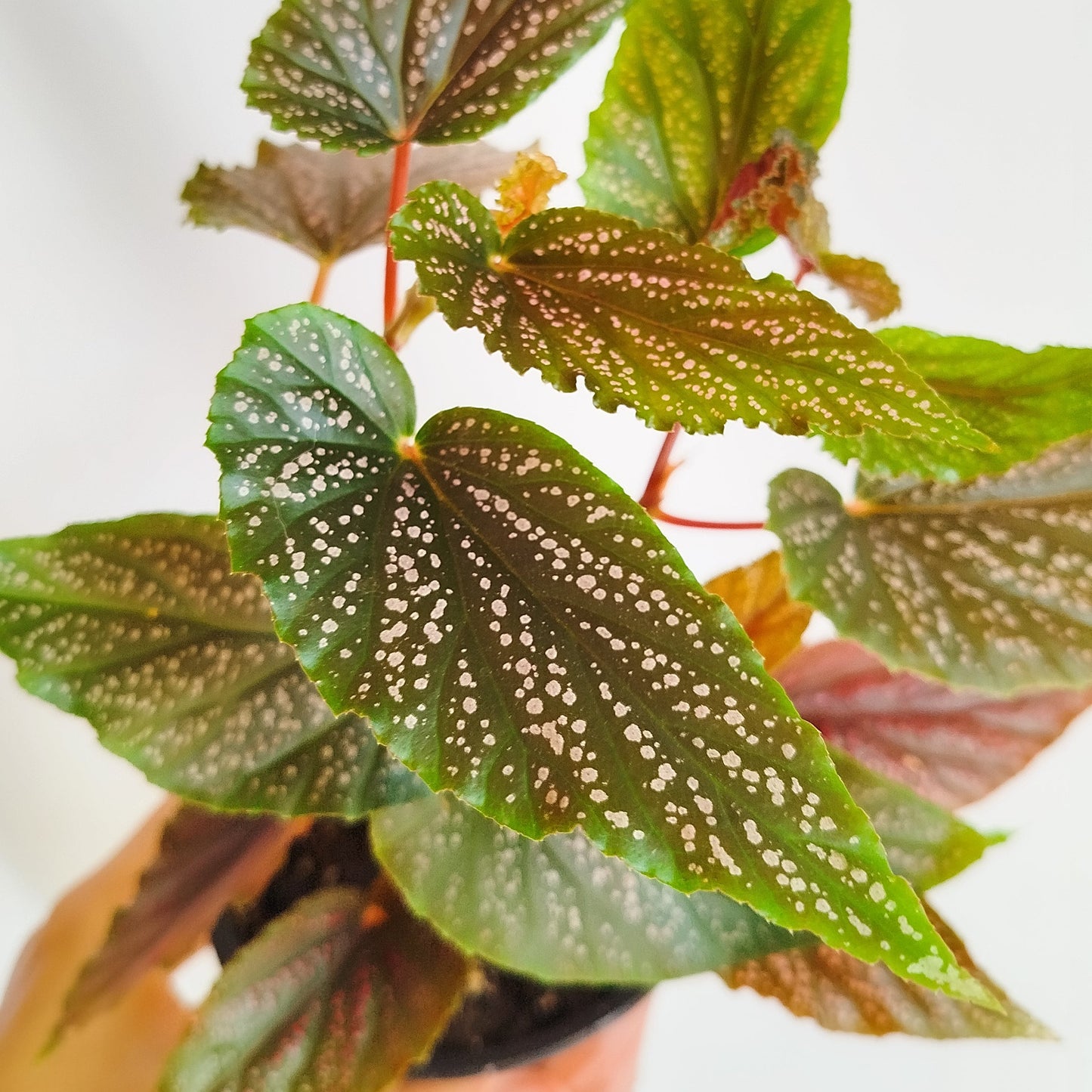 Begonia Maculata Pink Spot