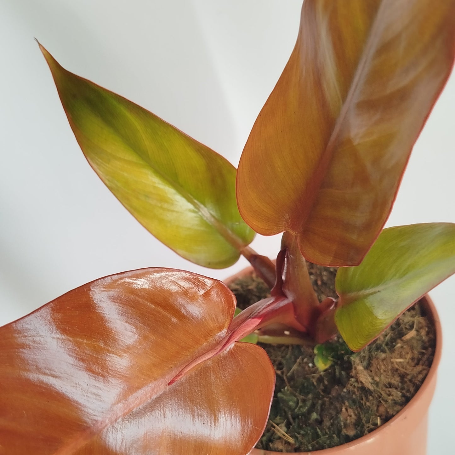 Philodendron Mc Colly