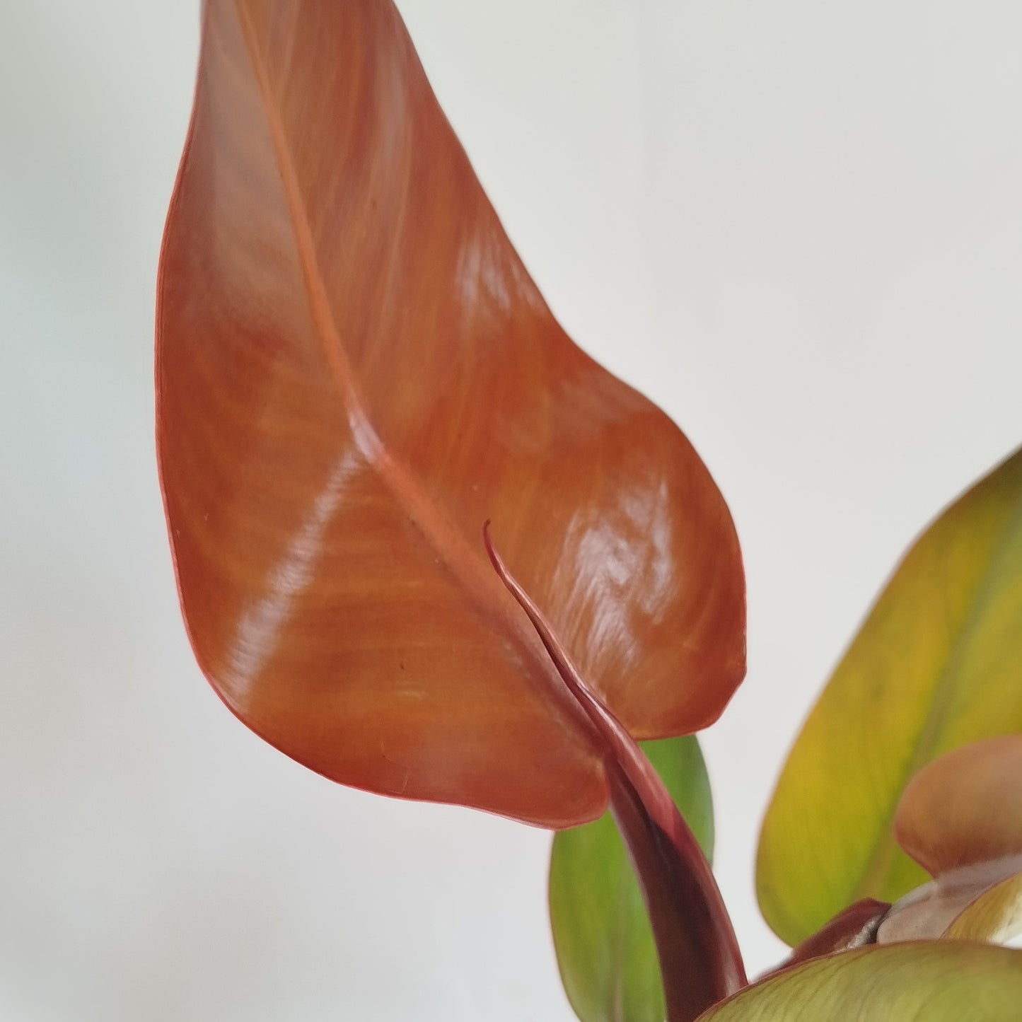 Philodendron ‘McColley’s Finale’