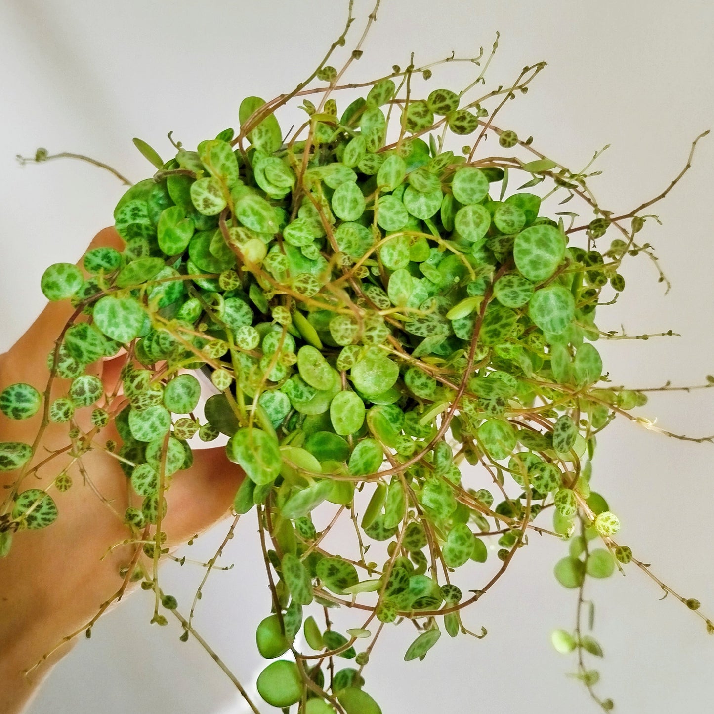 peperomia prostrata