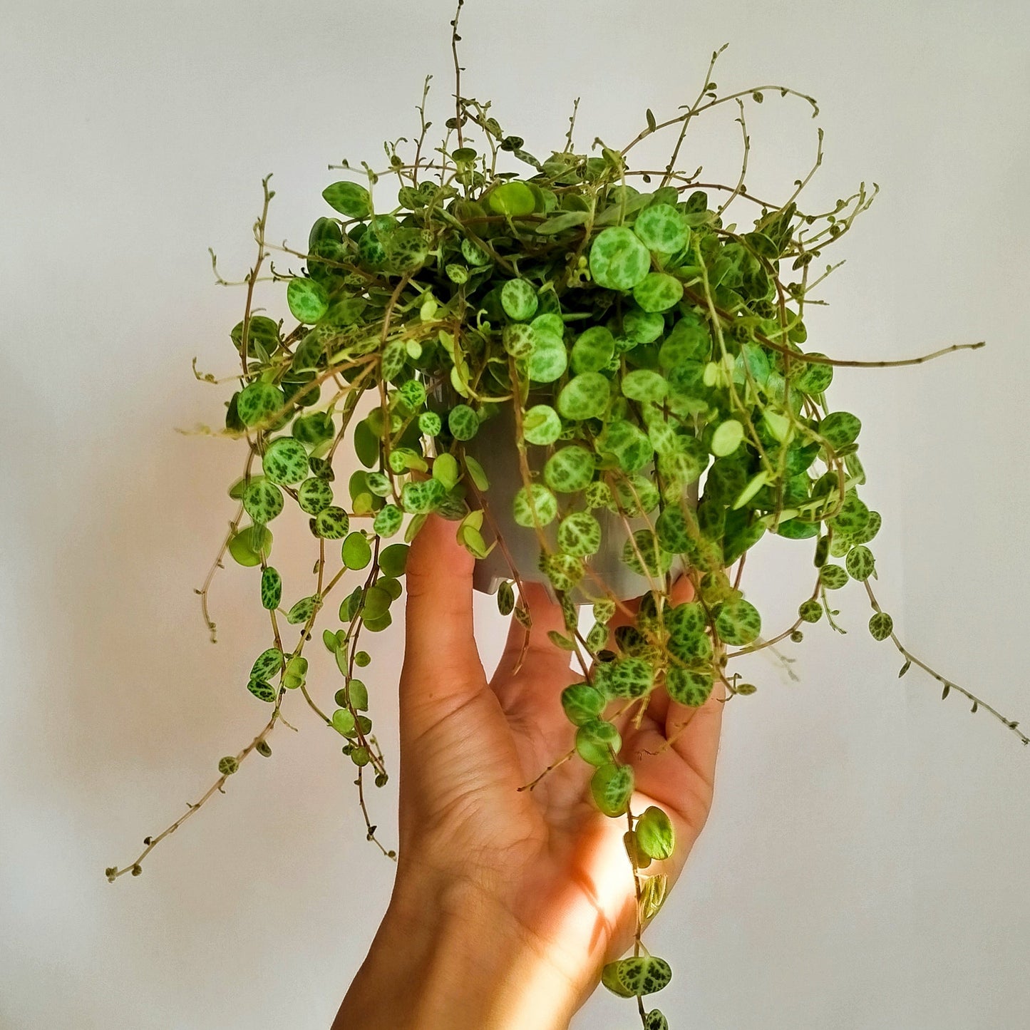 peperomia prostrata