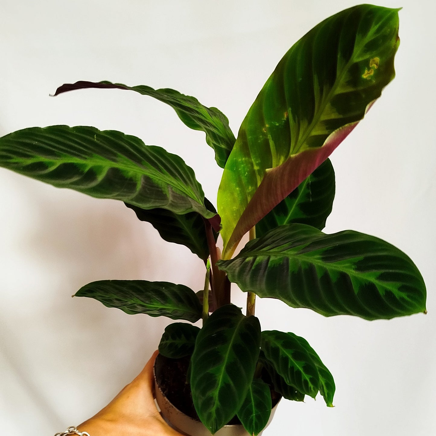 Calathea warscewiczii