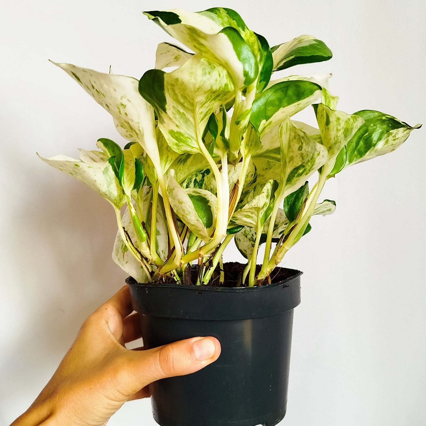 Potho Manjula Happy Leaf