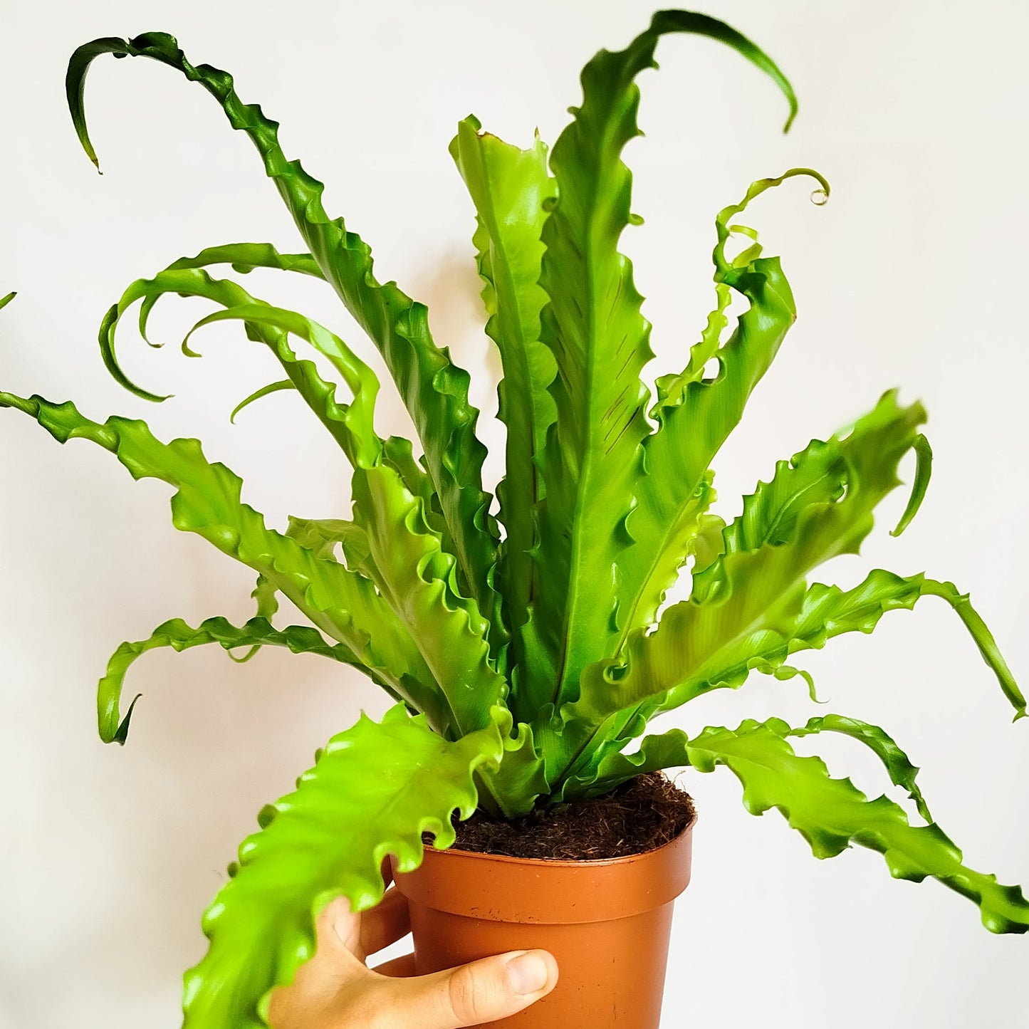 Helecho Asplenium Antiquum Osaka
