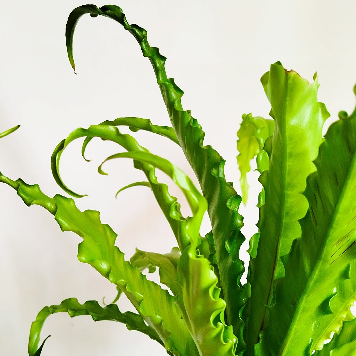 Helecho Asplenium Antiquum Osaka