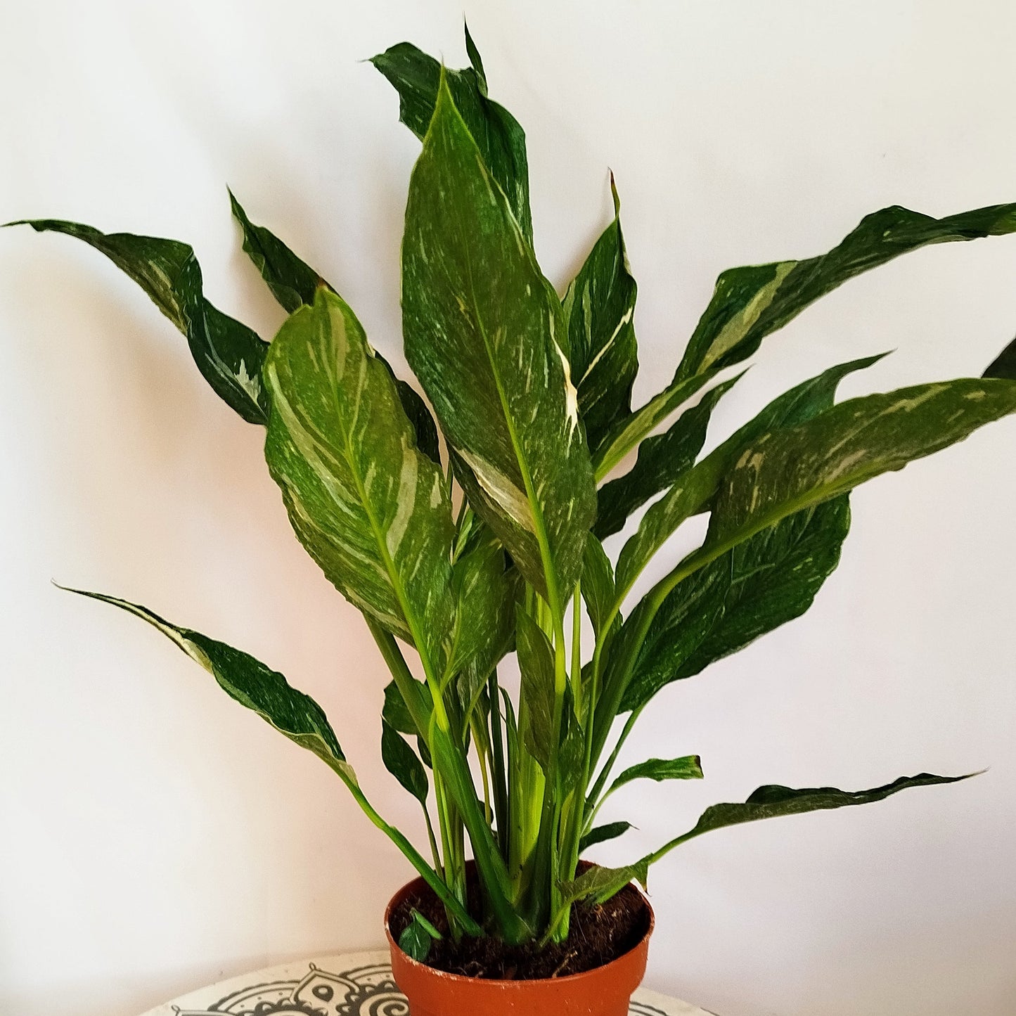 Spatiphyllum Diamond