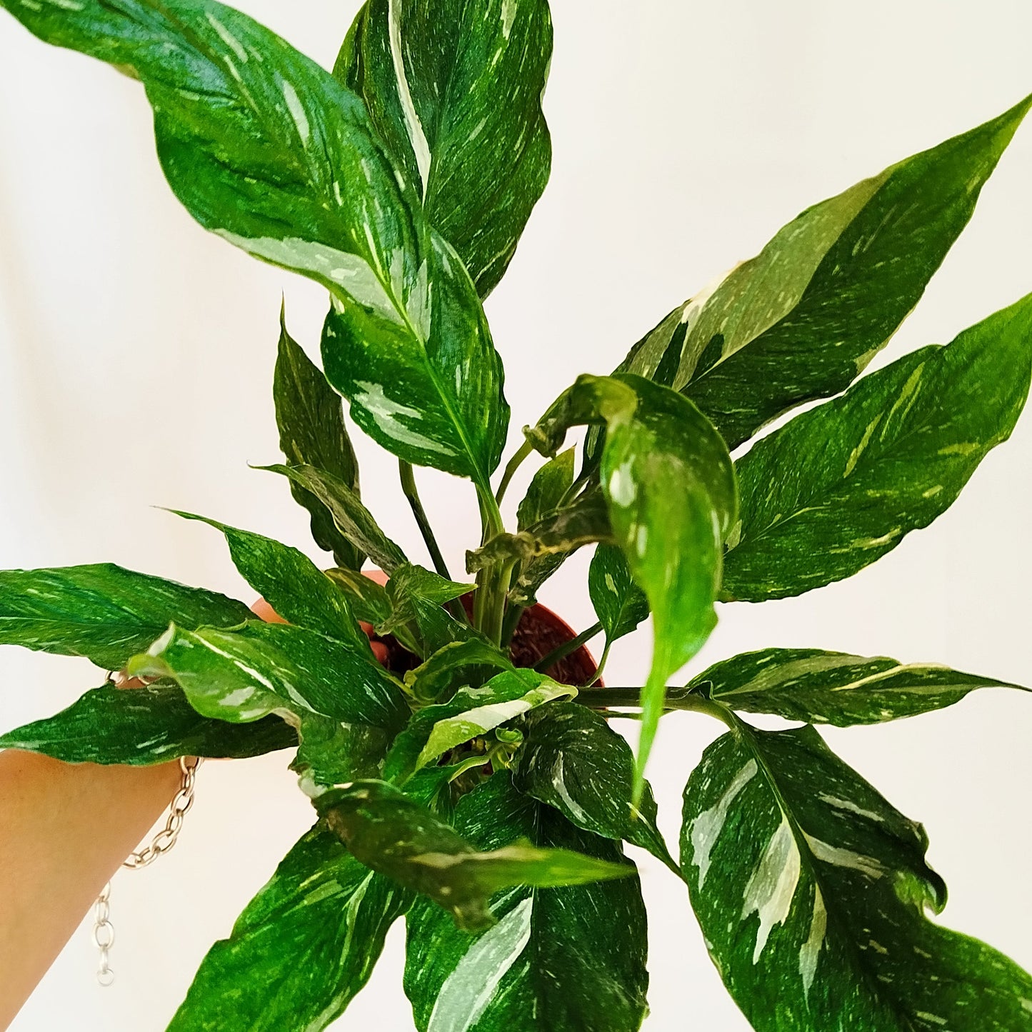 Spatiphyllum Diamond