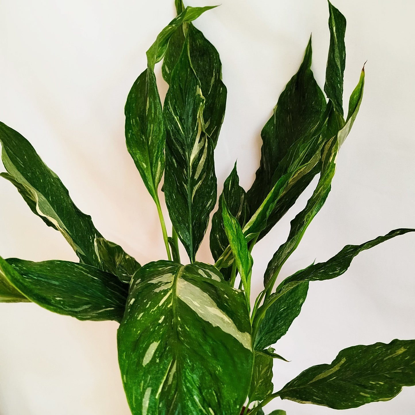 Spatiphyllum Diamond