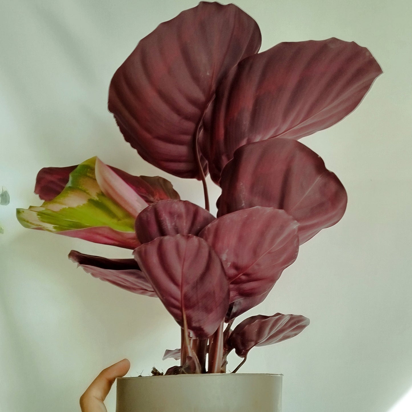 Calathea roseopicta ‘Dottie'