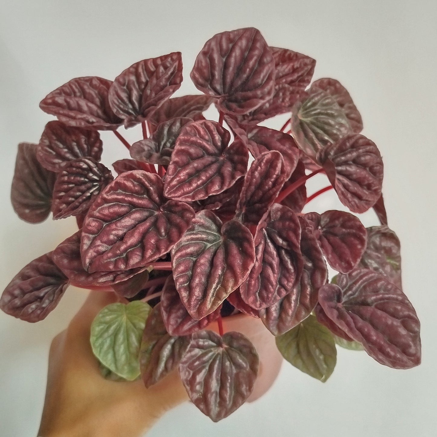 Peperomia Caperata Red Luna