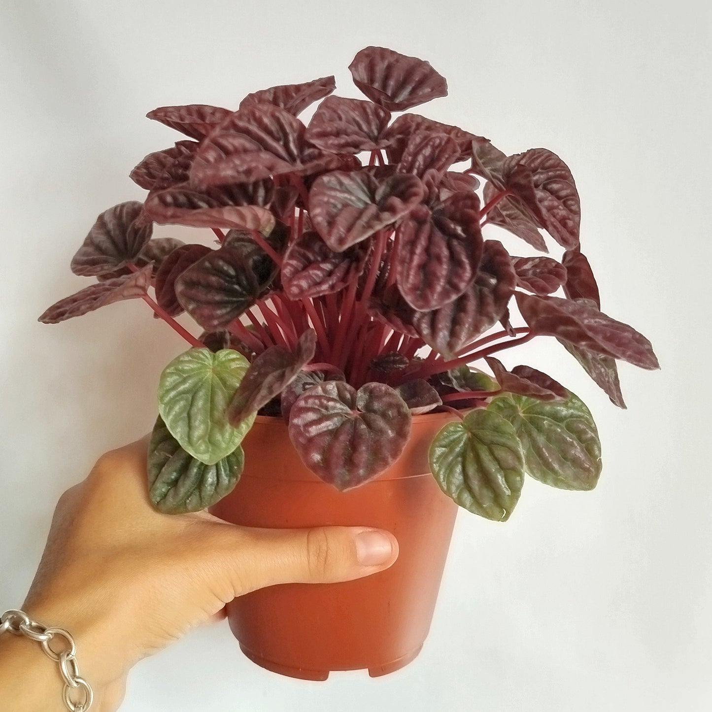 Peperomia Caperata Red Luna