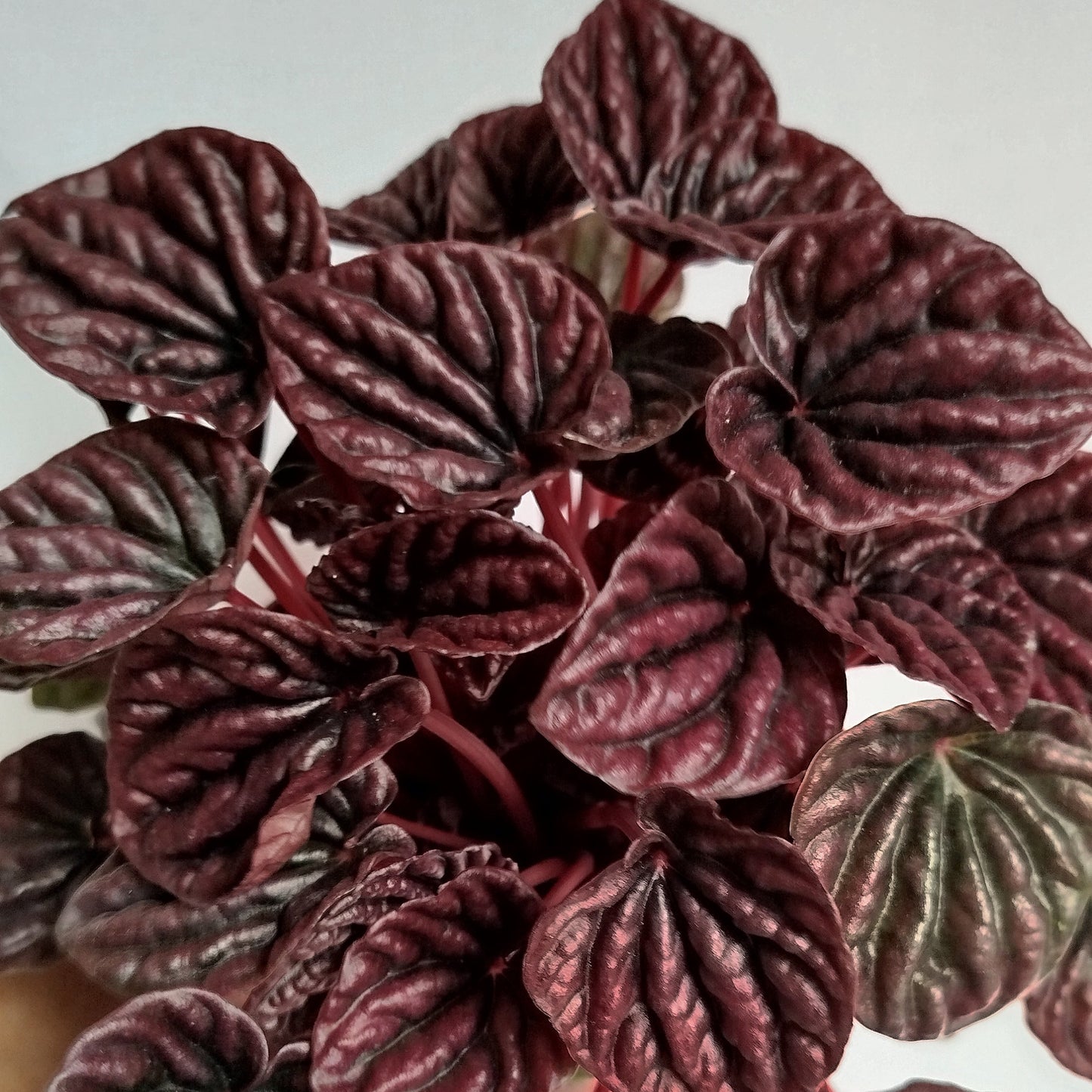 Peperomia Caperata Red Luna