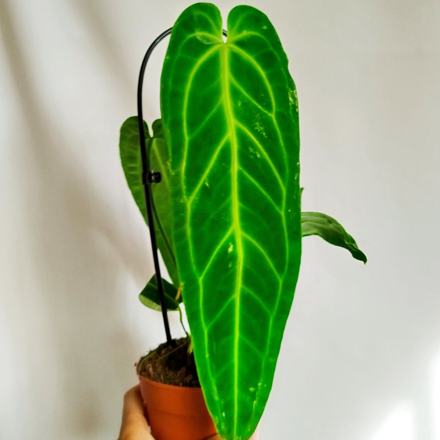 Anthurium warocqueanum