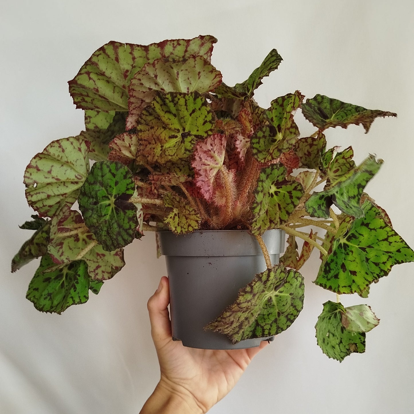 Begonia Rex 'Froggy'