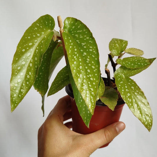 Begonia Tamaya