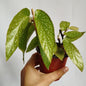 Begonia Tamaya
