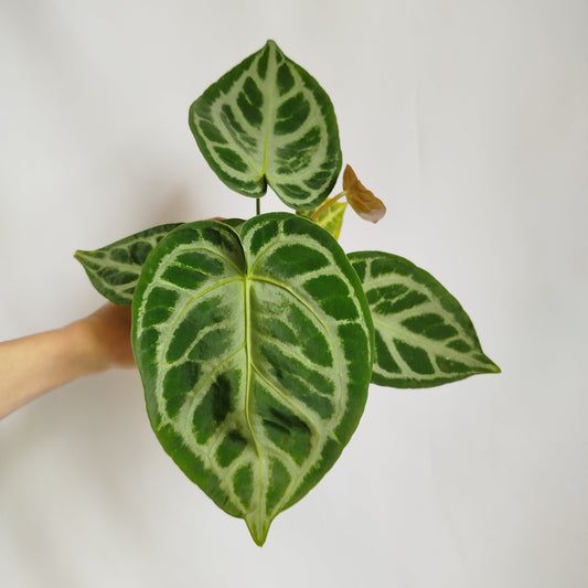 Anthurium Crystallinum Silver Blush