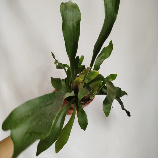 Helecho Cuerno de Alce -Platycerium Bifurcatum