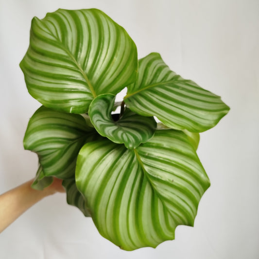 Calathea Orbifolia