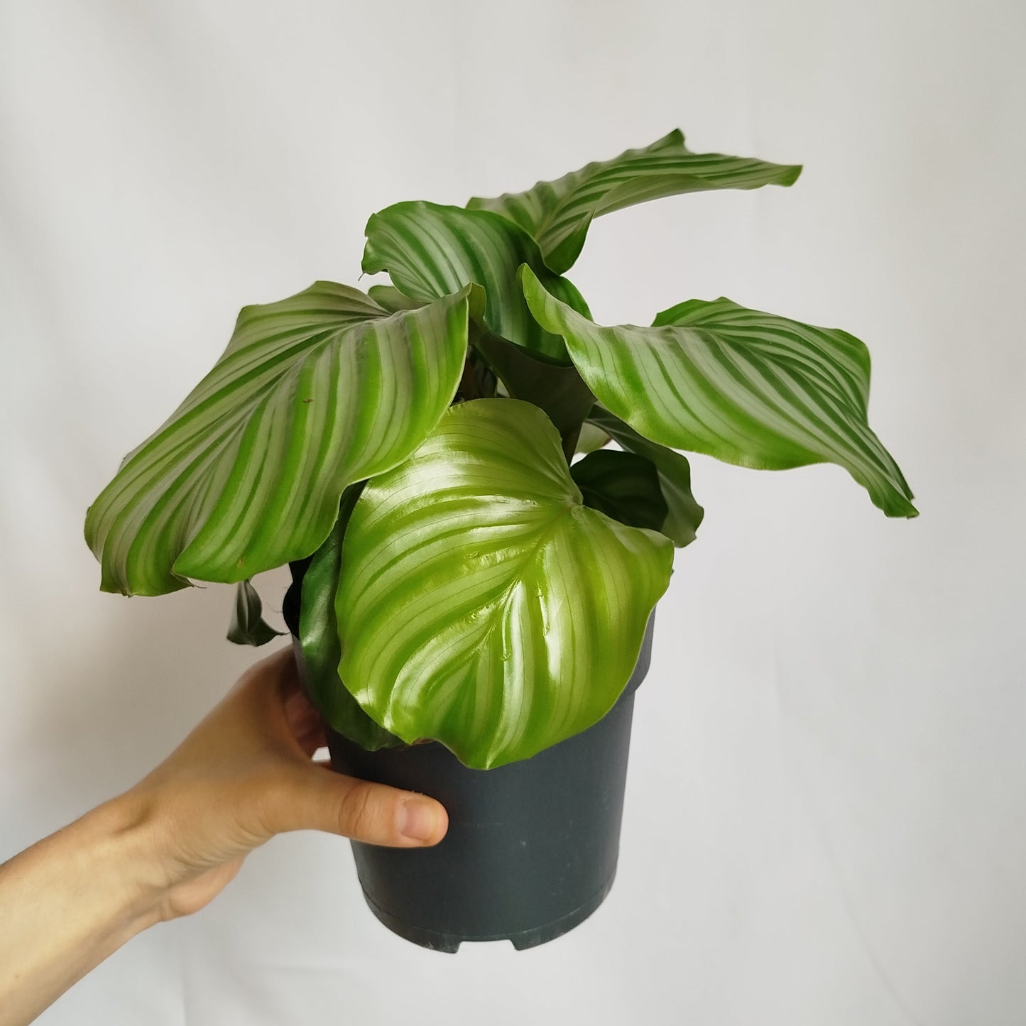 Calathea Orbifolia