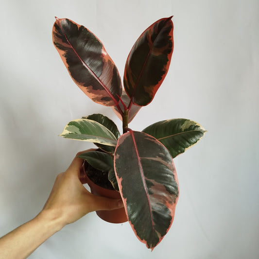 Ficus Elastica Belize