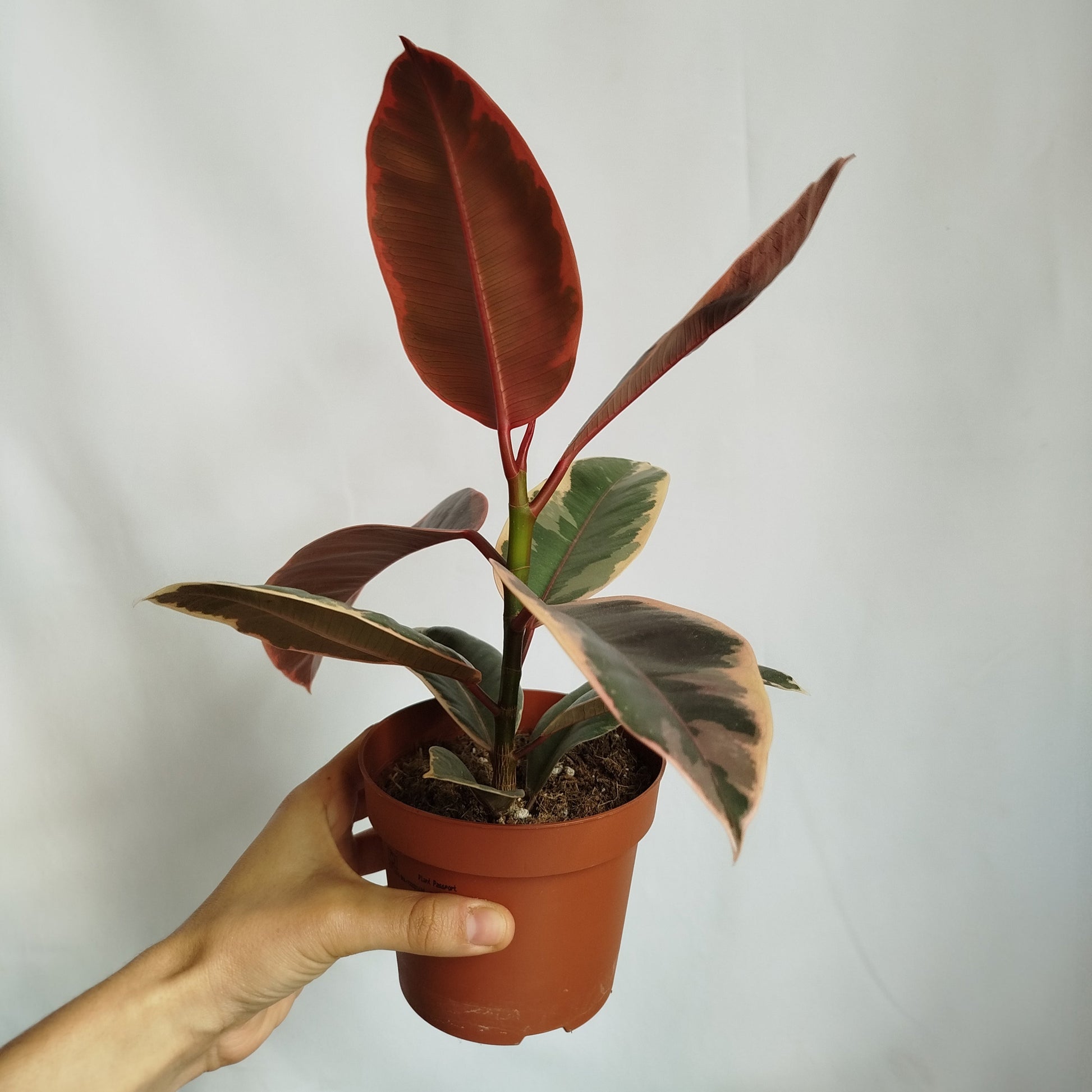 Ficus Elastica Belize