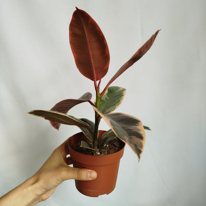 Ficus Elastica Belize