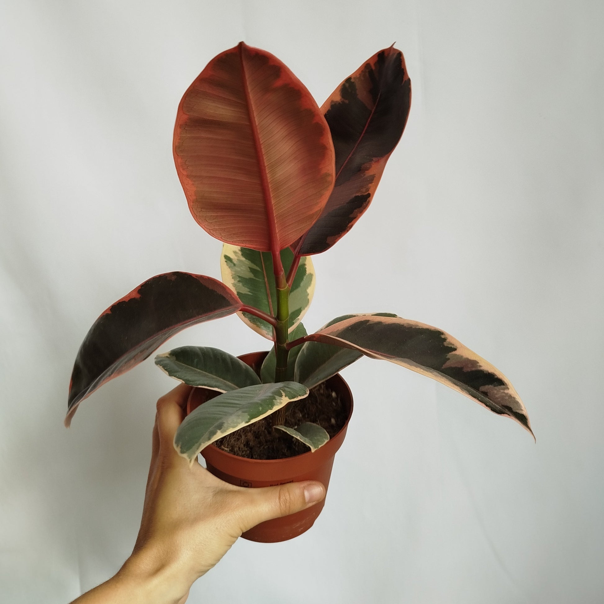 Ficus Elastica Belize