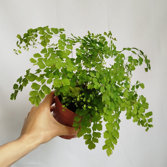 Adiantum raddianum - Culantrillo