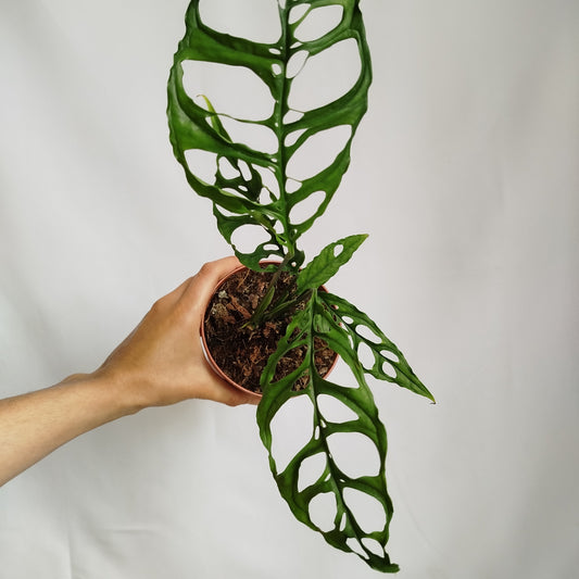 Monstera Obliqua Peru