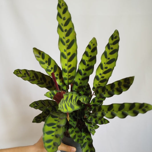 Calathea Lancifolia