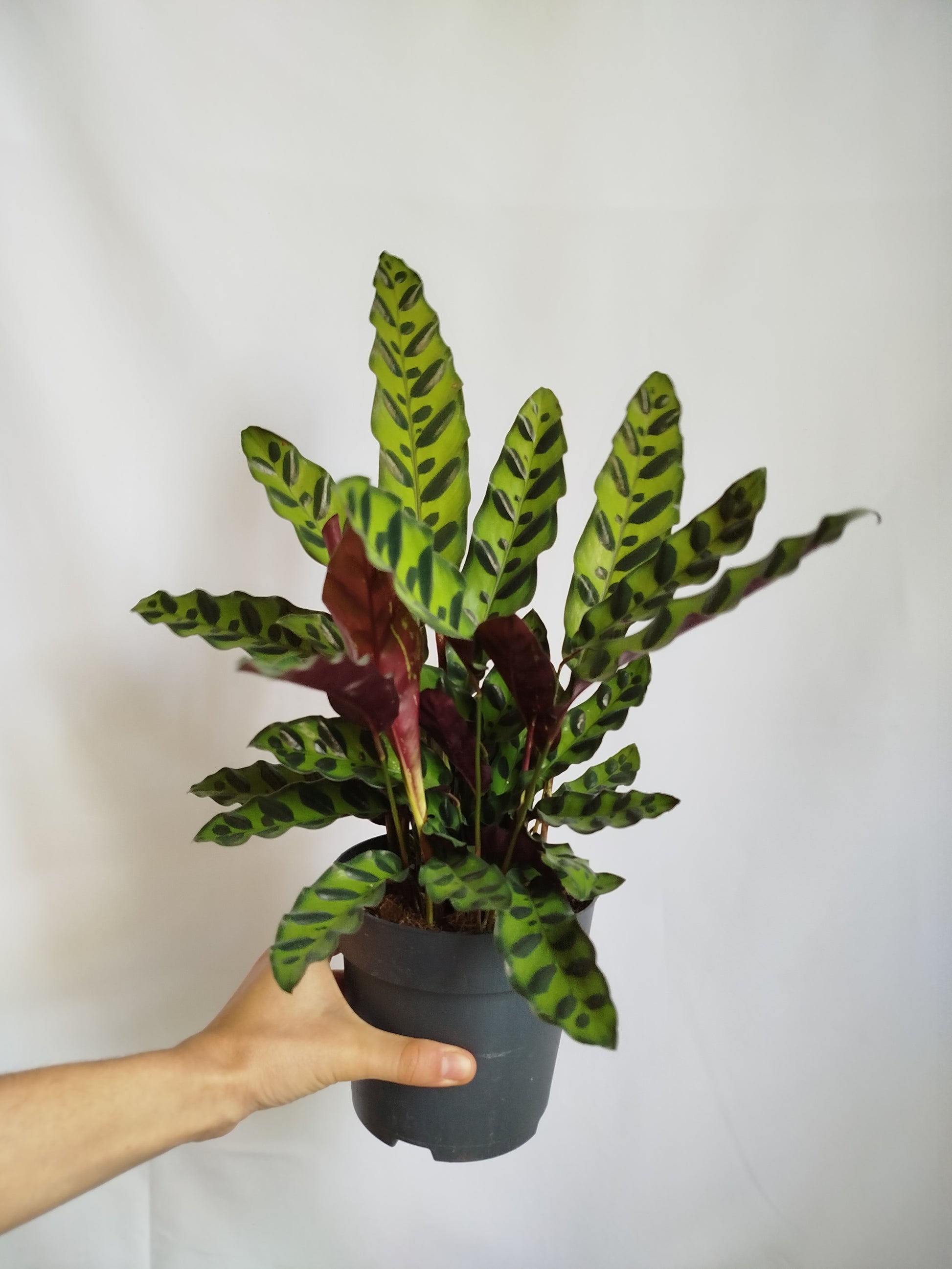 Calathea Lancifolia
