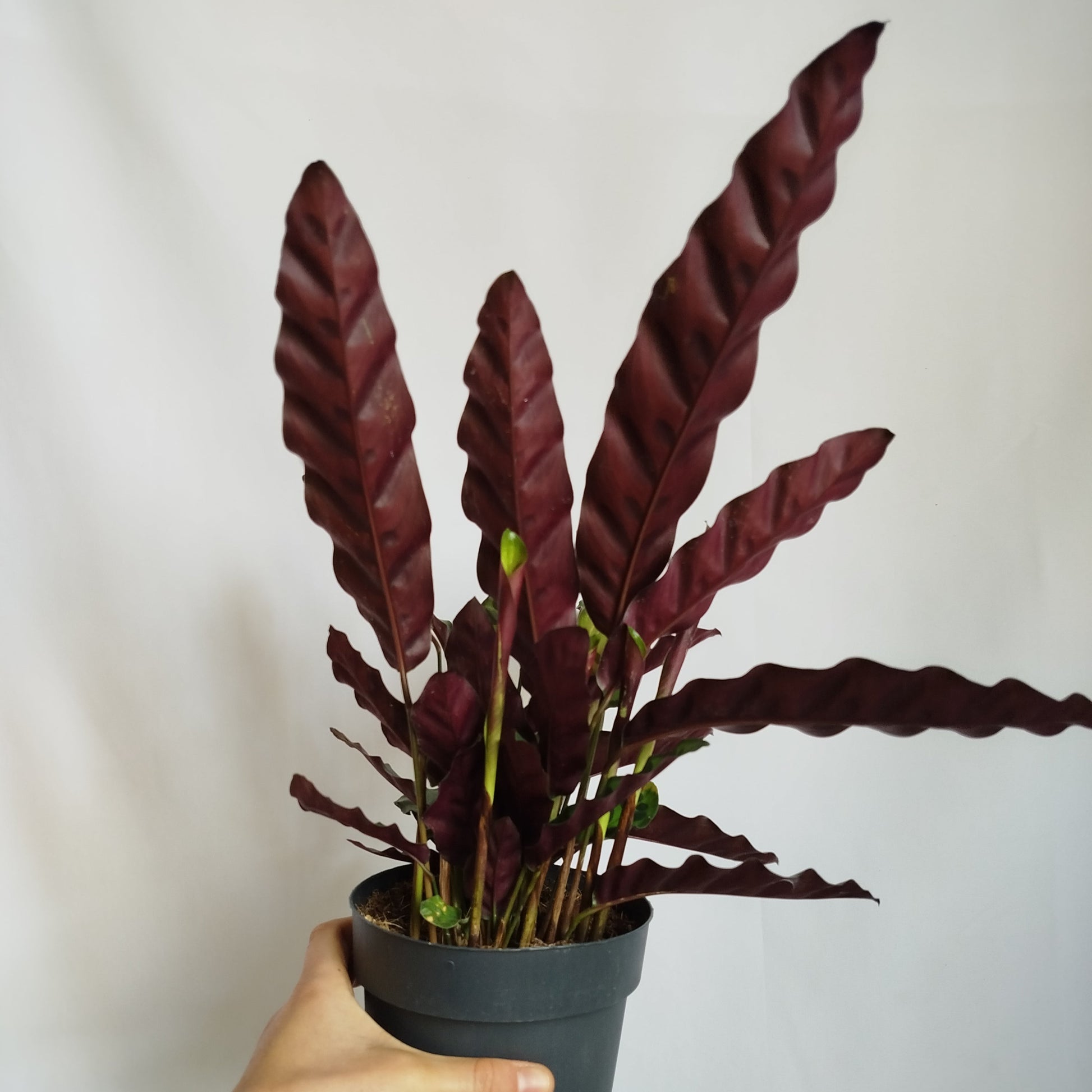 Calathea Lancifolia
