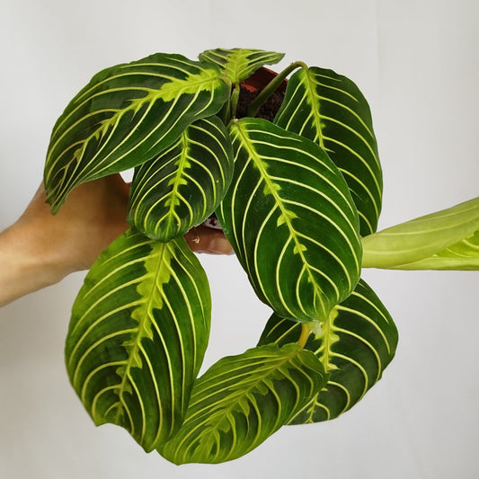 Maranta Lemon Lime