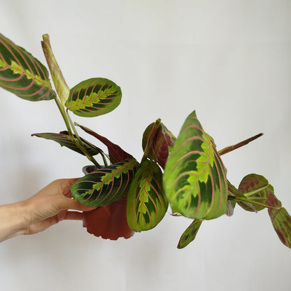 Maranta Leuconeura Tricolor
