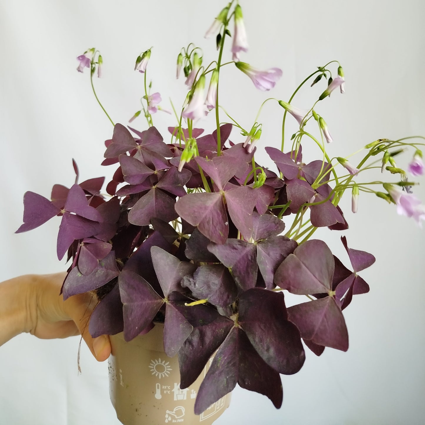 Oxalis Triangularis - Trébol Morado