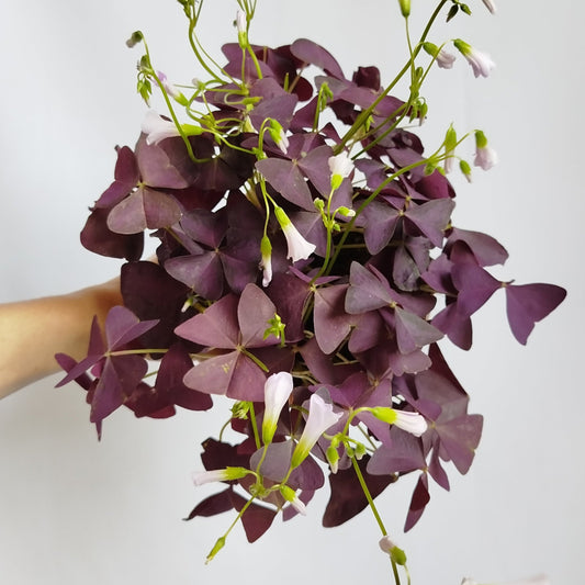 Oxalis Triangularis - Trébol Morado