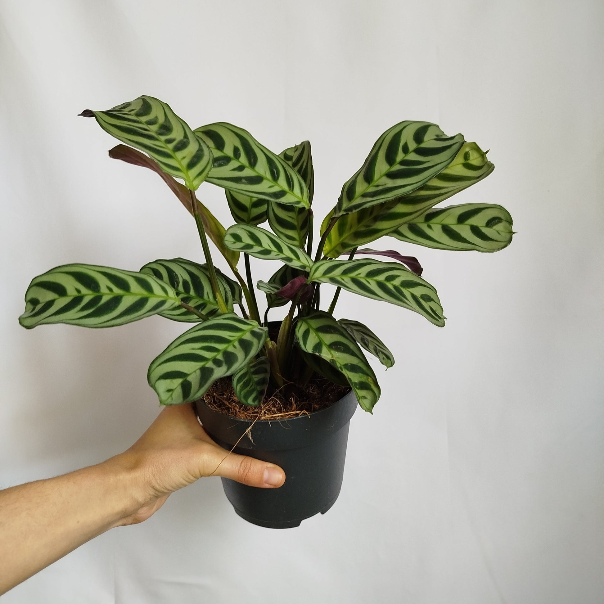 Ctenanthe Amabilis