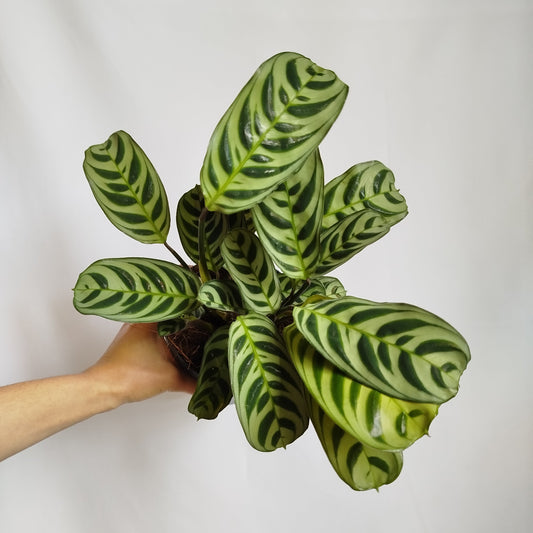 Ctenanthe Amabilis