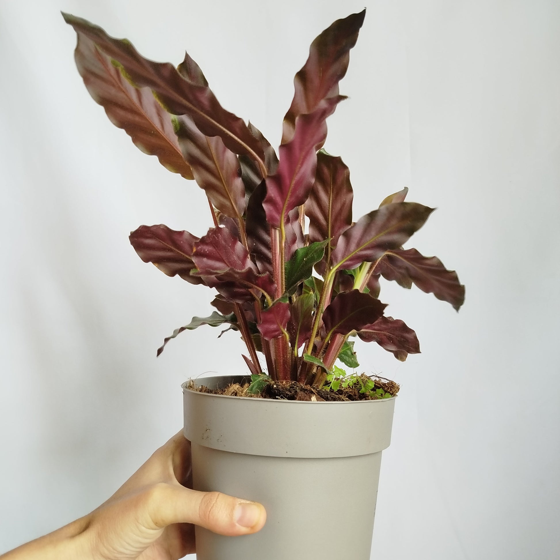 Calathea Rufibarba
