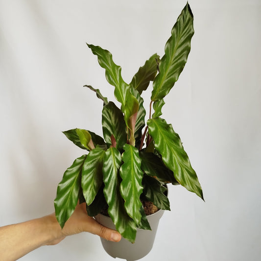 Calathea Rufibarba