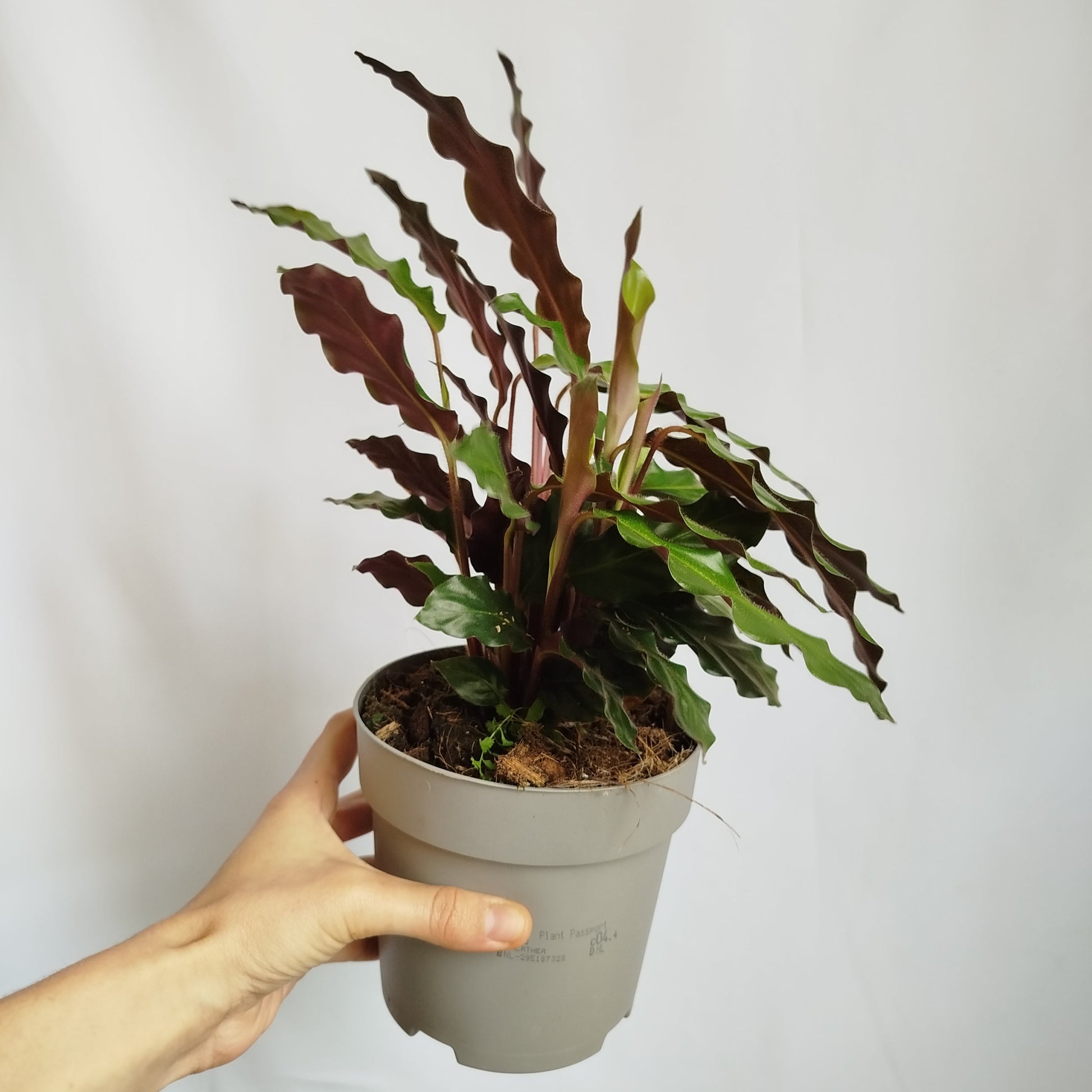 Calathea Rufibarba